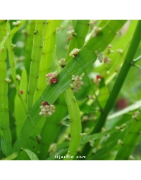 Plante ruban (Homalocladium platicadum)