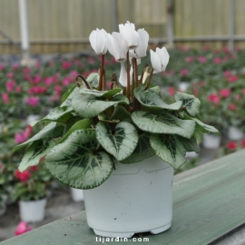 Cyclamen 'Décora' Blanc