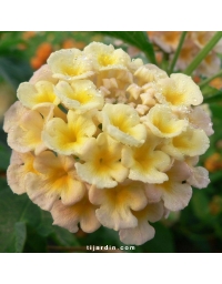 Lantana camara 'Mandarin'