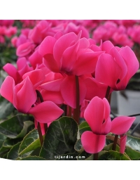 Cyclamen Outstanding fuchsia