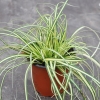 Carex