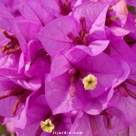 Bougainvillier violet de meze