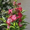 Penstemon hartwegii 'Phoenix' magenta fleurs