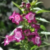 Penstemon hartwegii 'Phoenix' violet fleurs