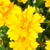 Coreopsis Grandiflora jaune fleur