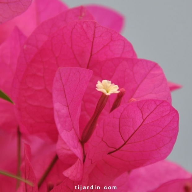 Bougainvillea 'Louisa'