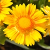 Gaillarde 'Arizona' Jaune Fleur