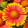 Gaillarde 'Arizona' Rouge-Jaune Fleur