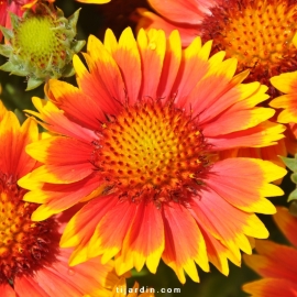 Gaillarde 'Arizona' Rouge Fleur