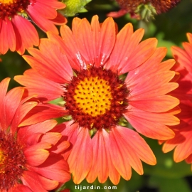 Gaillarde 'Arizona' Rouge Fleur