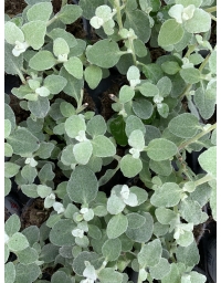 Helichrysum Lanatum "Silver Leaf"