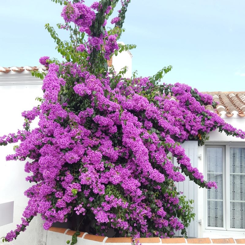 SOS froid : comment protéger vos plantes cultivées en extérieur - Tijardin  : producteur de plantes fleuries méditerranéennes