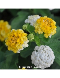 Lantana camara 'Méli Mélo'