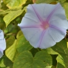 Ipomoea learii-Ipomoea Indica