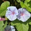 Ipomoea learii-Ipomoea Indica