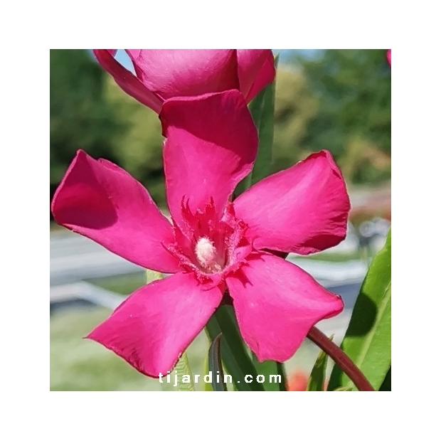 Laurier-rose 'Italia' : fleurs roses à rouges parfumées, plante vigoureuse  - Tijardin