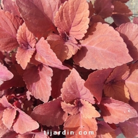 Coleus 'Red Head'