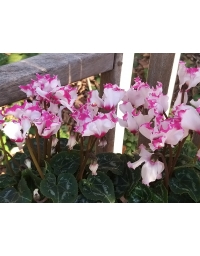 Lot de 6 Cyclamens mini VICTORIA®