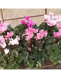 Lot de 6 cyclamens très mini couleurs pastel