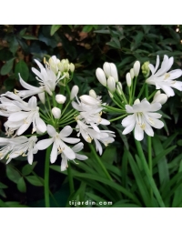 Agapanthe 'Kilmurry White®'