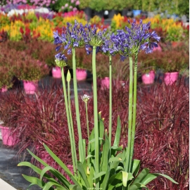 Agapanthus 'African Skies'