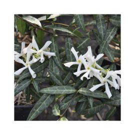 Passiflore Vitifolia : fleur tropicale & Fruits de la Passion - Tijardin