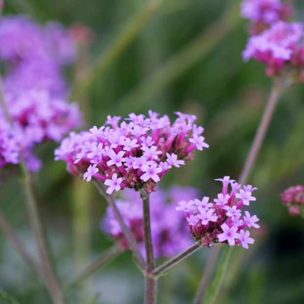 Verveine Bonariensis Lollipop