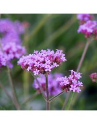 Verveine de Buenos Aires naine 'Lollipop' - (Verbena bonariensis)