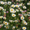 Erigeron 'Karvinskianus'