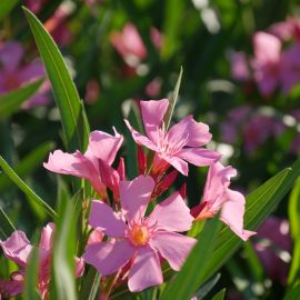 SOS froid : comment protéger vos plantes cultivées en extérieur - Tijardin  : producteur de plantes fleuries méditerranéennes