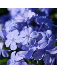 Dentelaire du Cap - Plumbago capensis