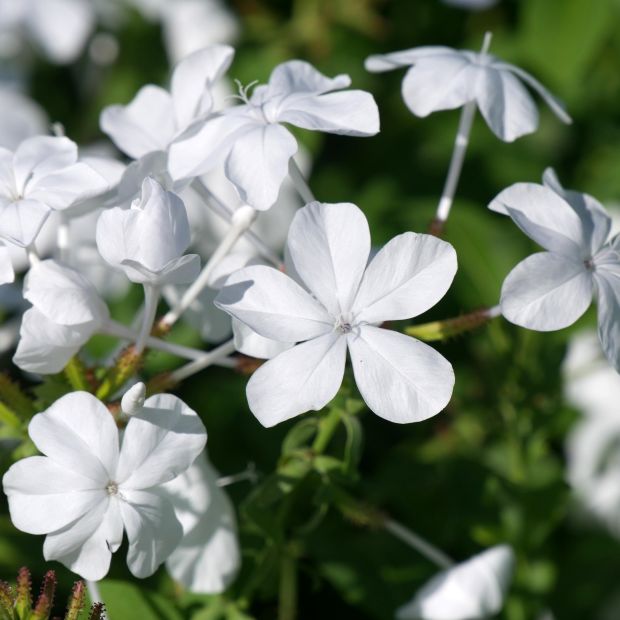 Plumbago capensis