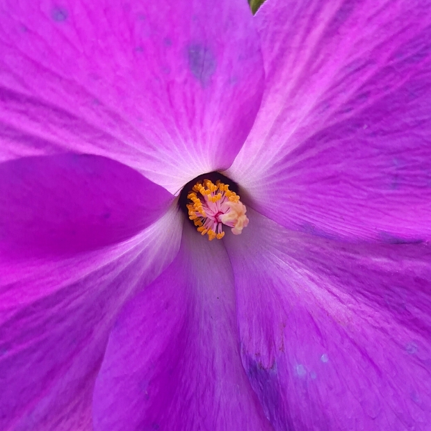 Alyogyne huegelii Santa Cruz Hibiscus bleu d Australie Tijardin