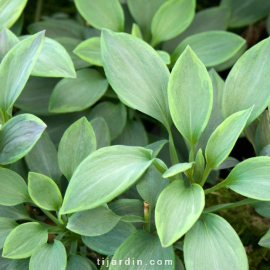 Alstroemeria 'Summer Paradise' Summer Breeze® - Lis des Incas 