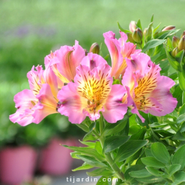 Alstroemeria 'Summer Paradise' Summer Rose® - Lis des Incas 