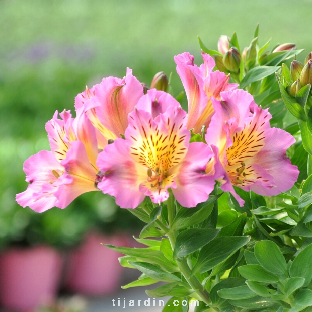 Alstroemeria 'Summer Paradise' Summer Rose® - Lis des Incas 