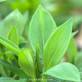 Alstroemeria 'Summer Paradise' Summer Break® - Lis des Incas 