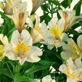 Alstroemeria 'Summer Paradise' Summer Sky® - Lis des Incas 