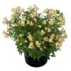 Alstroemeria 'Summer Paradise' Summer Snow® - Lis des Incas 