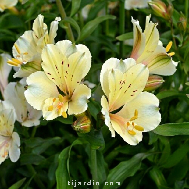 Alstroemeria 'Summer Paradise' Summer Snow® - Lis des Incas 