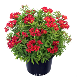 Alstroemeria 'Summer Paradise' Summer Pepper® - Lis des Incas 