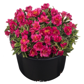 Alstroemeria 'Summer Paradise' River Valley® - Lis des Incas 