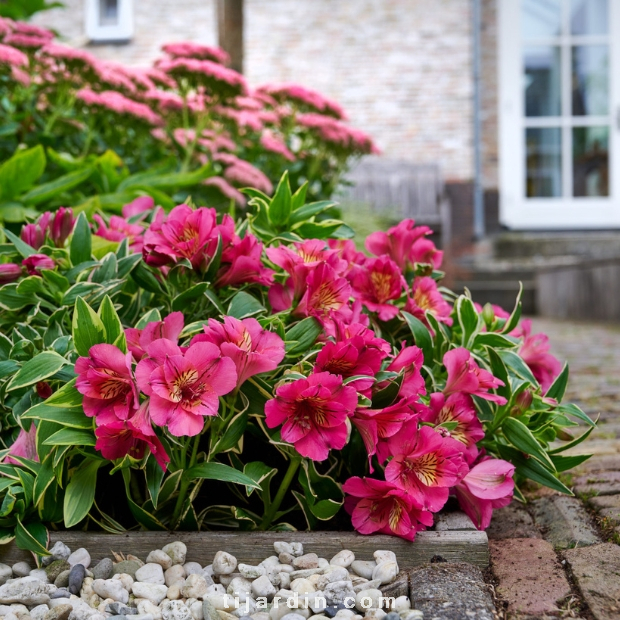 Alstroemeria 'Summer Paradise' River Valley® - Lis des Incas 