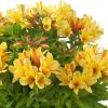 Alstroemeria 'Summer Paradise' Spring Valley® - Lis des Incas 