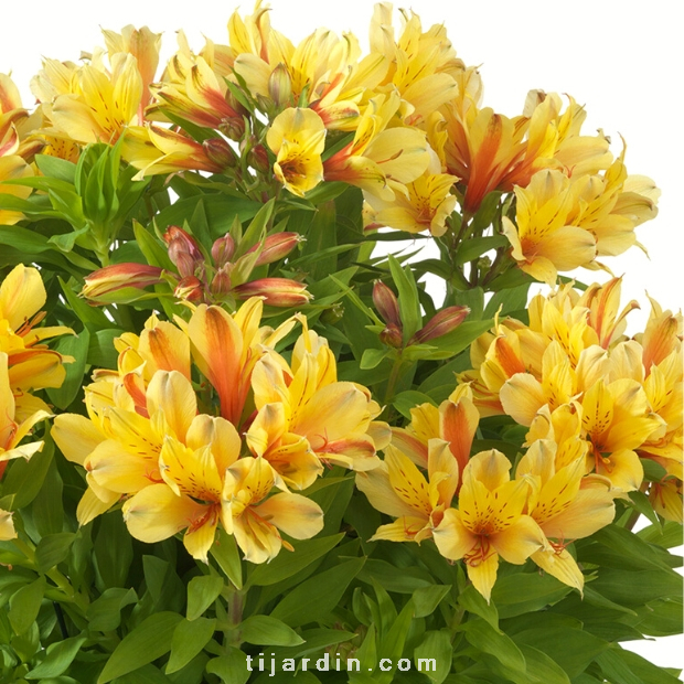 Alstroemeria 'Summer Paradise' Spring Valley® - Lis des Incas 