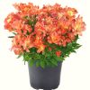 Alstroemeria 'Summer Paradise' Valley Girl® - Lis des Incas 