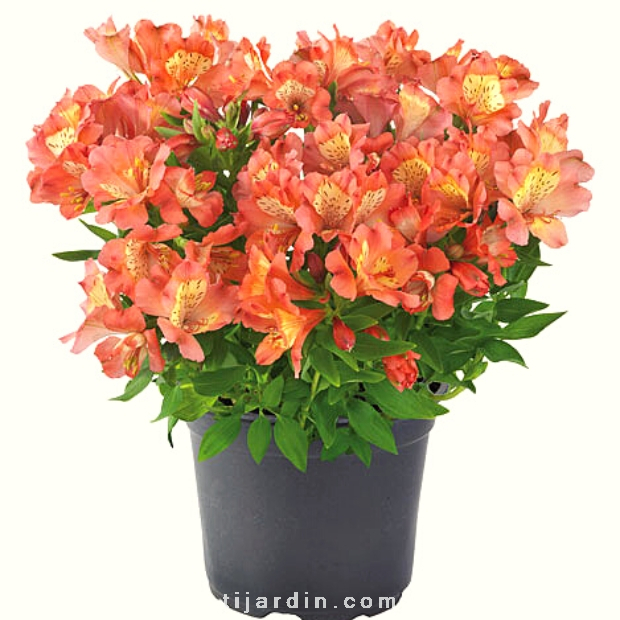 Alstroemeria 'Summer Paradise' Valley Girl® - Lis des Incas 