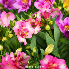 Alstroemeria 'Summer Paradise' Summer Saint® - Lis des Incas