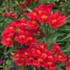 Alstroemeria 'Summer Paradise' Summer Pepper® - Lis des Incas 