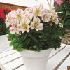 Alstroemeria 'Summer Paradise' Time Valley® - Lis des Incas 